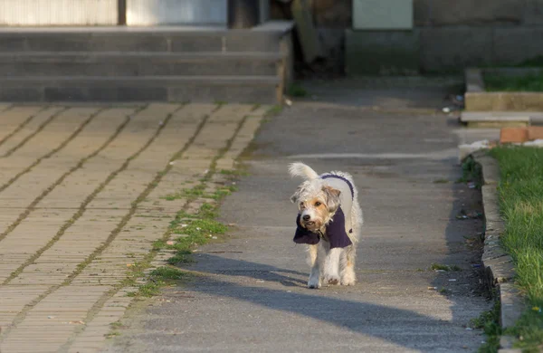 Hund promenader utan koppel — Stockfoto
