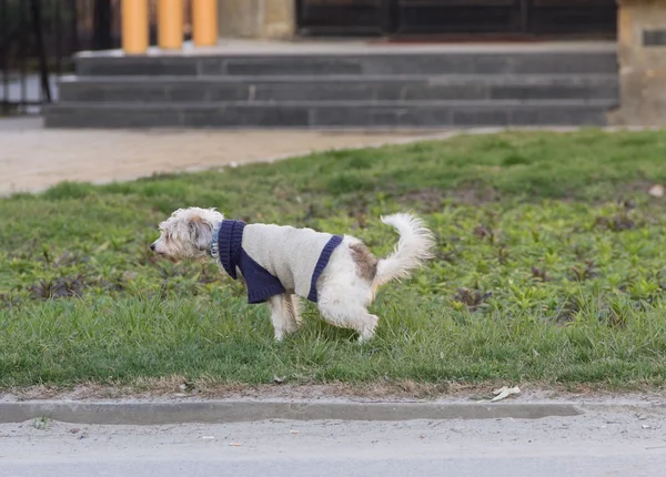 Perro meando — Foto de Stock