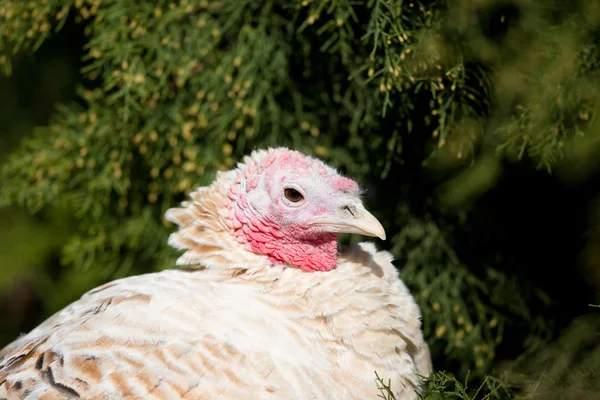 Turkey bird — Stock Photo, Image