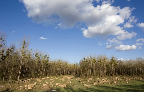 Tagliare i tronchi sul prato — Foto Stock