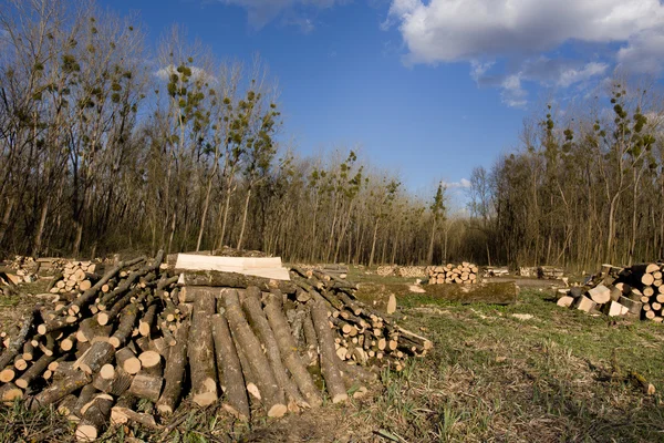 Cortar troncos en el prado — Foto de Stock