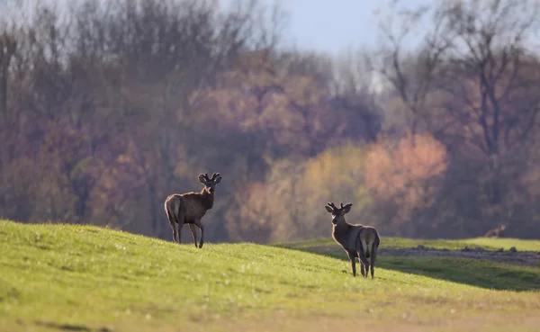 Deux cerfs rouges sur la lumière du printemps — Photo