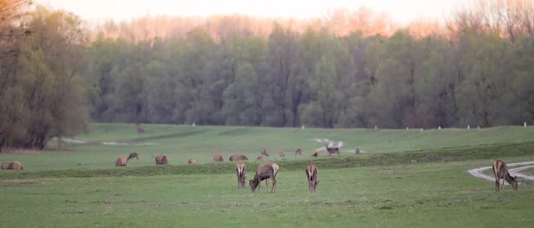Hinds herd — Stock Photo, Image