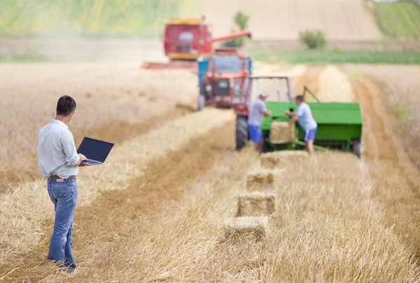 小麦の収穫の実業家 — ストック写真