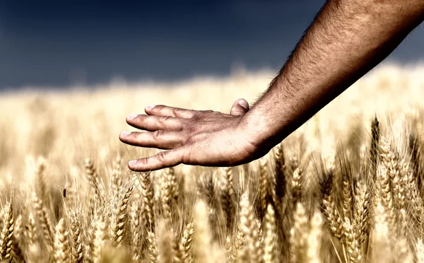 Male hand touching wheat — Stock Photo, Image