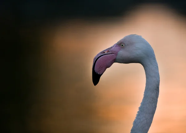 Profil des Flamingos — Stockfoto