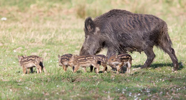 멧돼지 가족 — 스톡 사진
