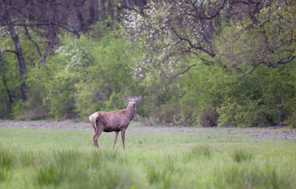 Красный олень весной — стоковое фото