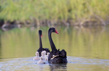 Black swan family clipart