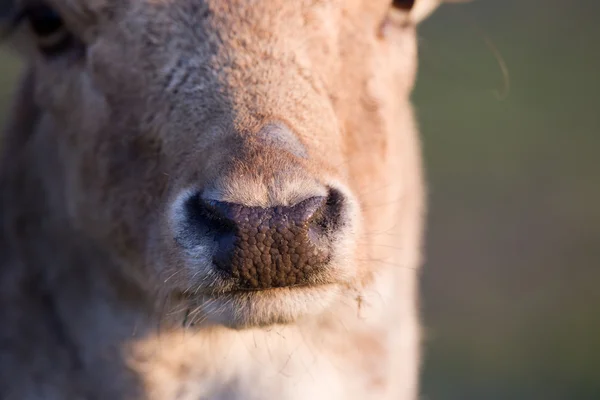 Nadas geyik burnu — Stok fotoğraf