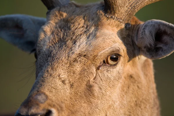 Fallow deer eyes — Stock Photo, Image