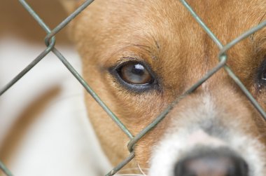 Tel kafes arkasında köpek