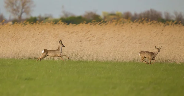 Roe buck couple sur les prairies — Photo