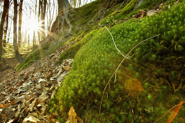 Forest landscape — Stock Photo, Image