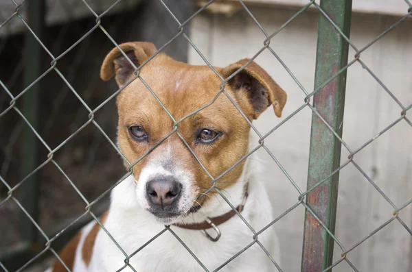 Cão atrás de malha de arame — Fotografia de Stock