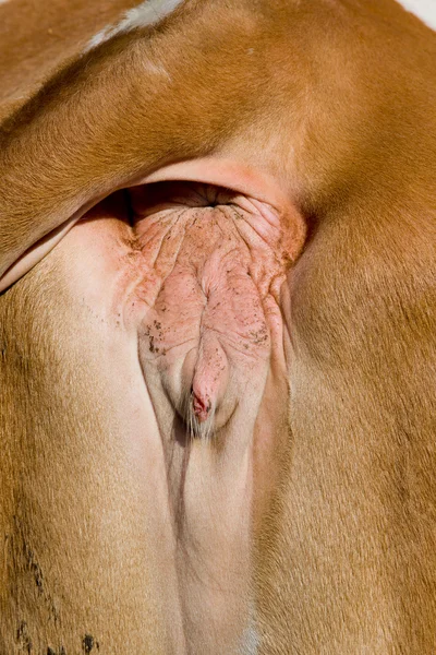 Cow's reproductive organs — Stock Photo, Image