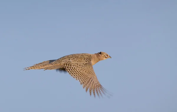 Pheasant hen flying — Stock Image Pheasant hen flying Stock Picture