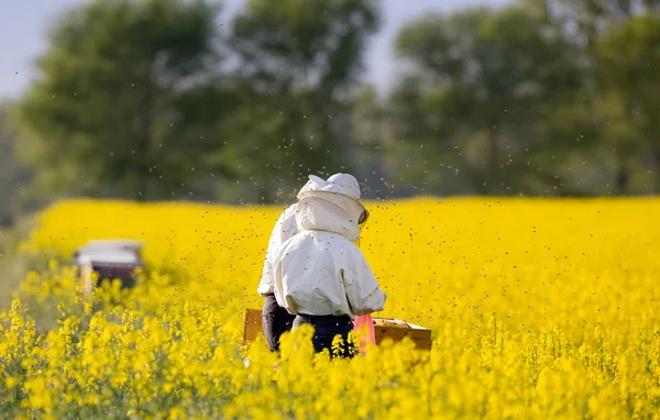 Apiaristas no campo da colza — Fotografia de Stock