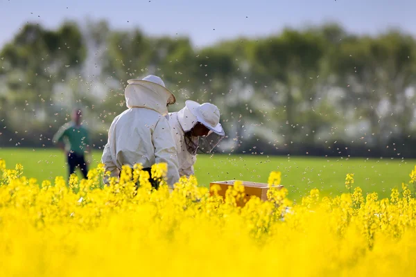 Apiarists in rapeseed field — Stock Photo, Image