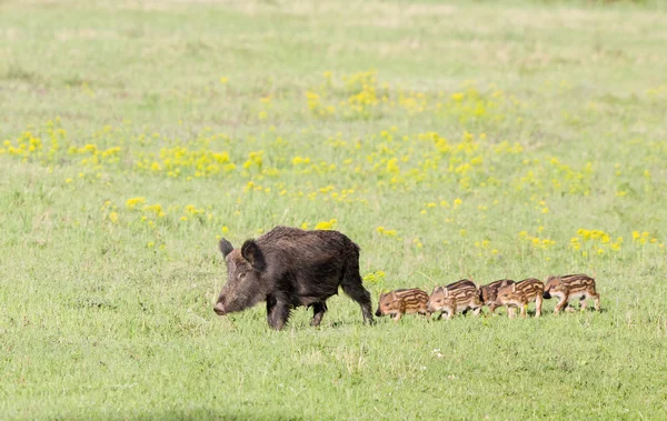 Everzwijn met biggen — Stockfoto