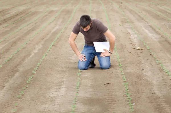 Agronomist with sprouts — Stock Photo, Image