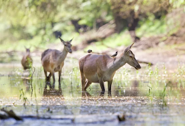 Zwangere hinds in water — Stockfoto