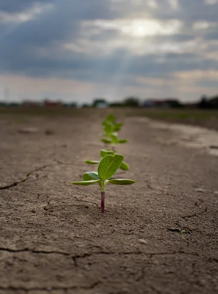 Sprouts on dry soil — Stock Photo, Image