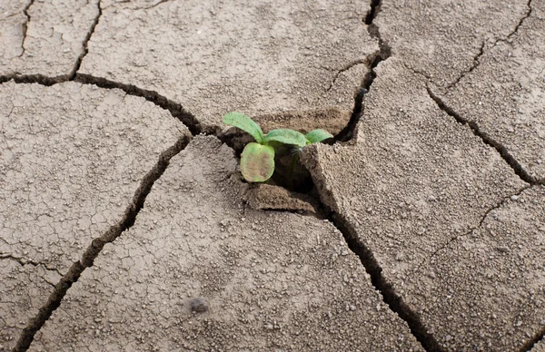 Young plant in dried soil