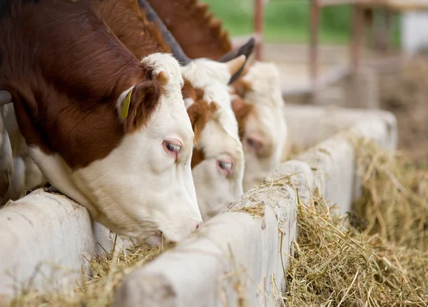 Bulls eating hay — Stock Photo, Image