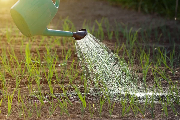 Watering onion garden — Stock Photo, Image