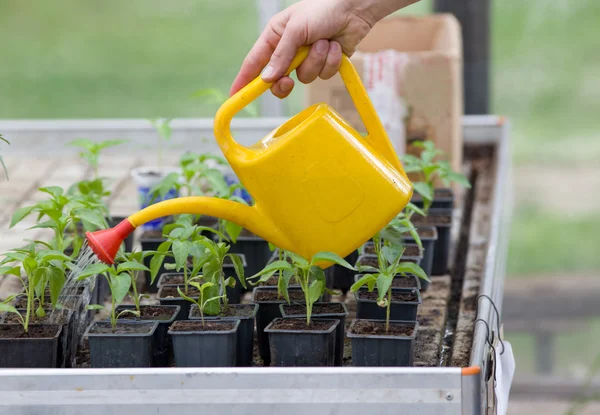 Vattna plantorna — Stockfoto