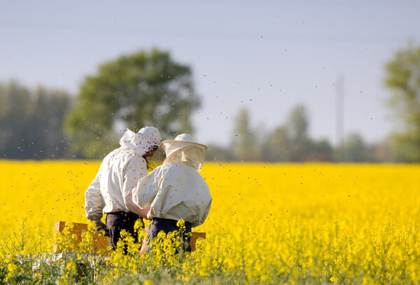 Apiarists in rapeseed field