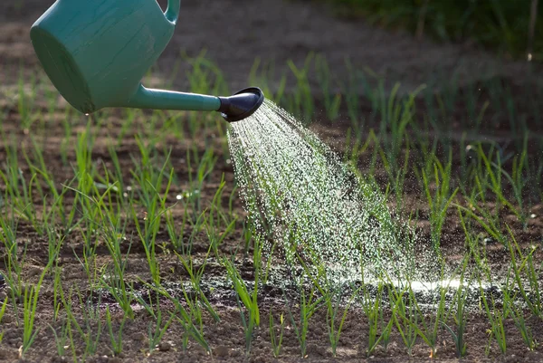 Watering onion garden — Stock Photo, Image