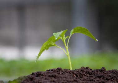 genç bitki büyüyen