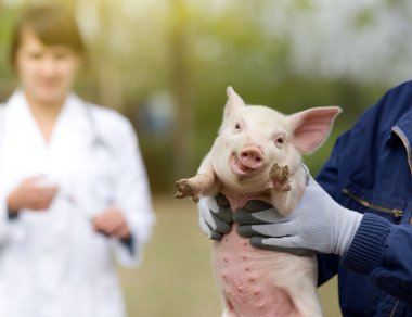 Veterinarian care of piglet clipart