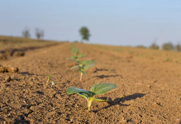 Brotes en suelo seco — Foto de Stock