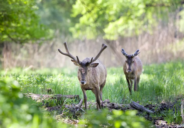 Cerf rouge dans la forêt au printemps — Photo