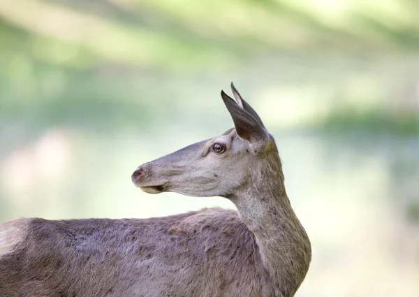 Hind portrait — Stock Photo, Image