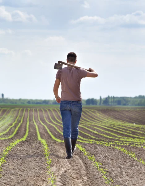 Landwirt mit Hacke im Maisfeld — Stockfoto