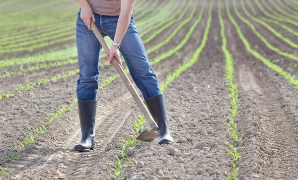 Hoeing campo di mais — Foto Stock