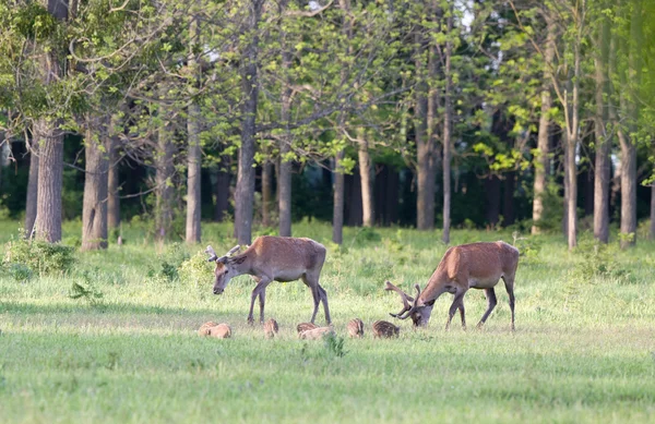 Red deer and piglets — Stock Photo, Image