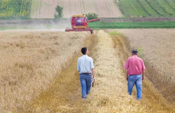 Geschäftspartner auf dem Weizenfeld — Stockfoto