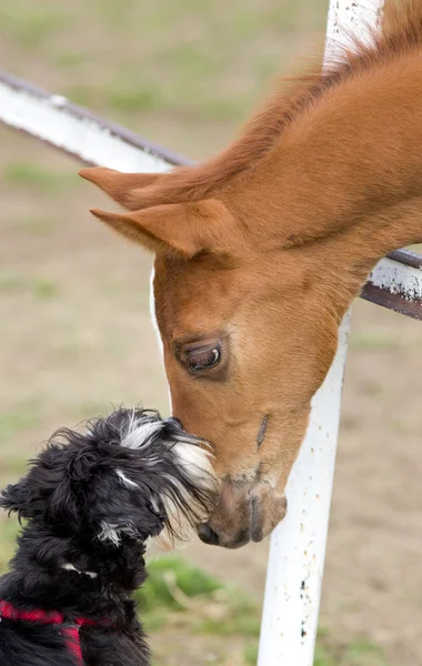 Dog and horse love — Stock Photo, Image