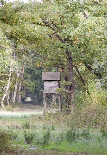 Σκοπιά στο δάσος — Φωτογραφία Αρχείου
