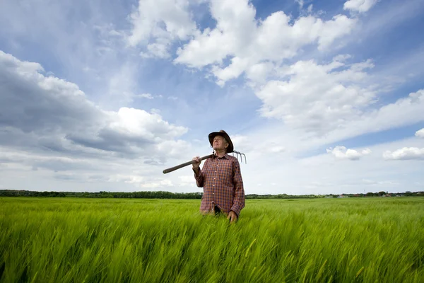 Contadino anziano in campo di orzo — Foto Stock