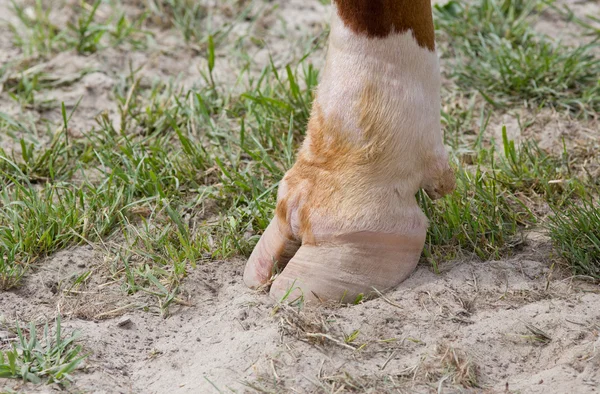 Beschnittene Hufe — Stockfoto