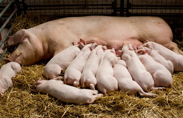 Piglets suckling