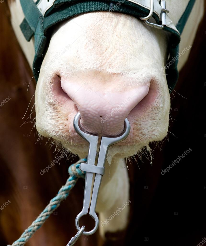 Bull with metal ring in nose