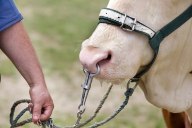 Simmental öküz üstünde kira kontratı
