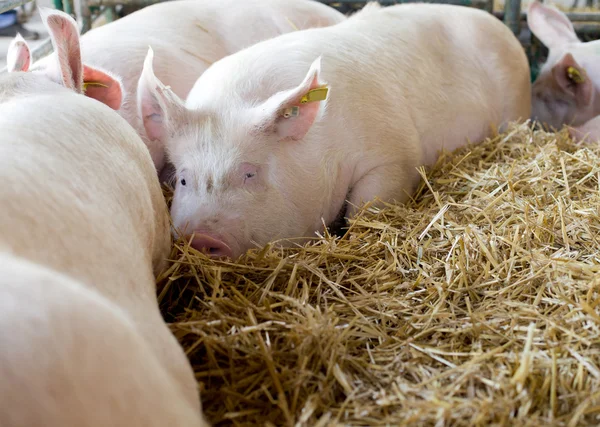 Porcos que põem no feno — Fotografia de Stock